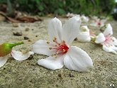 《桐花雨》